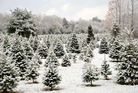 Snowdogs Christmas Tree Farm